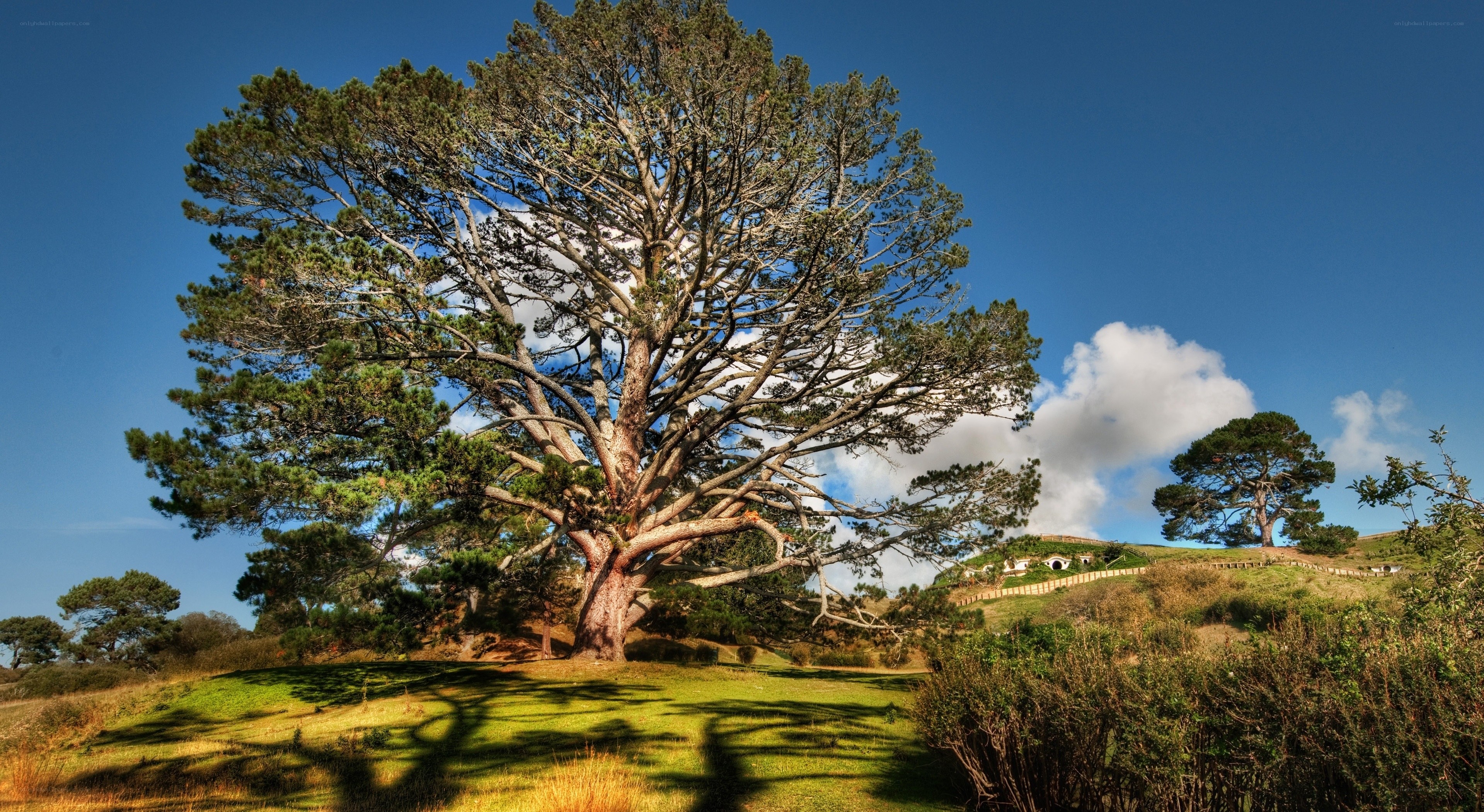 Hobbiton tree and hill