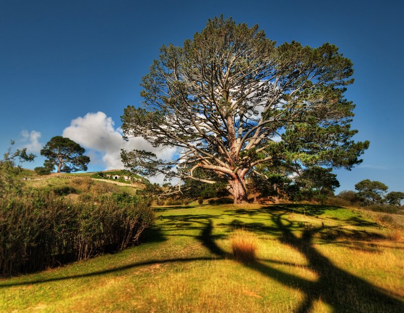 Hobbiton tree on a sunny day
