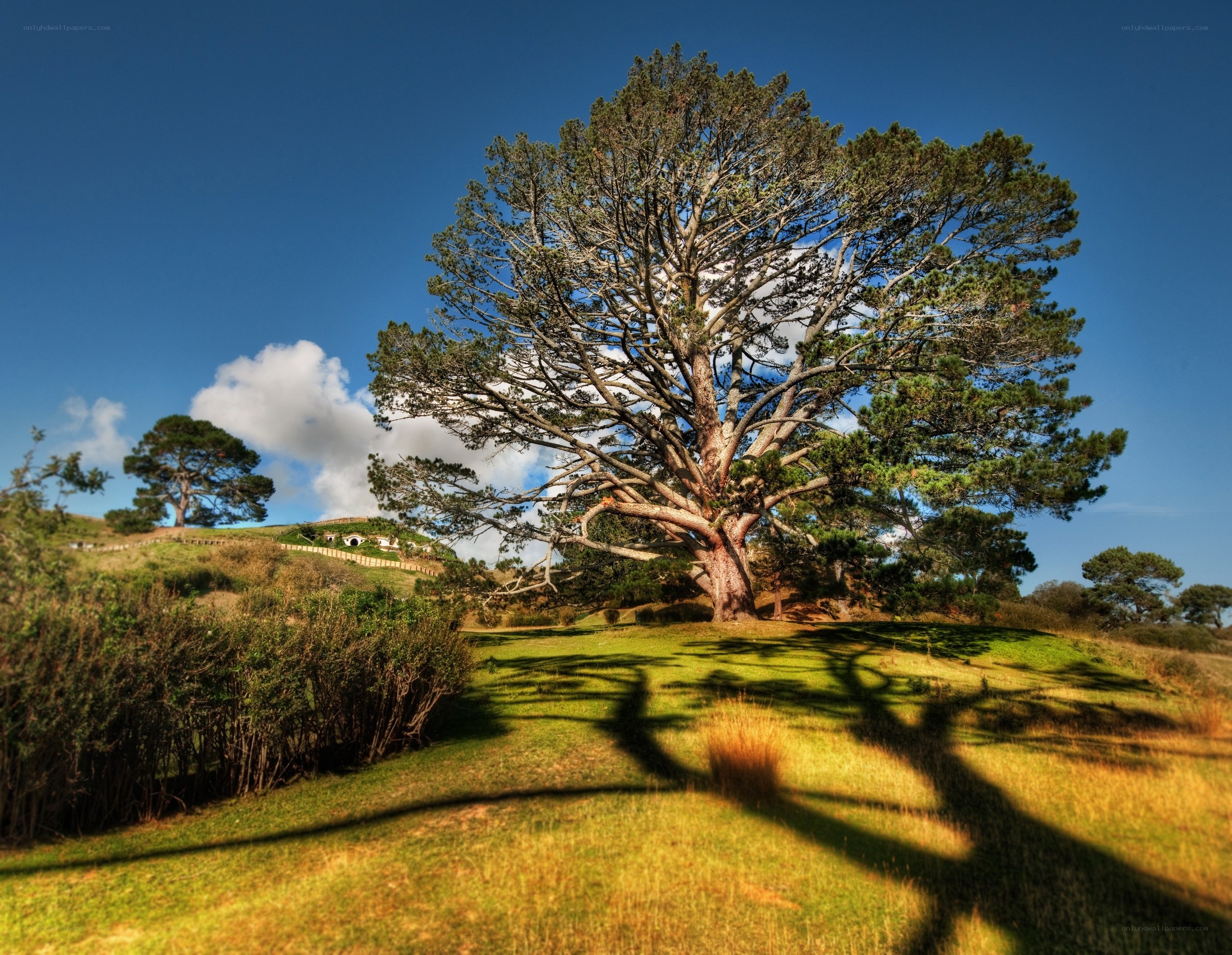 Hobbiton tree on a sunny day