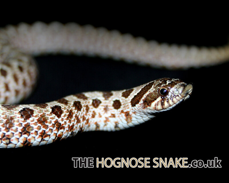 Hognose snake close-up