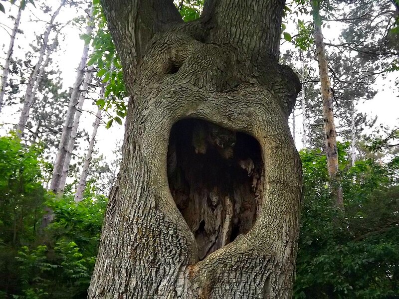 Hollow Tree Trunk — Brown, Natural