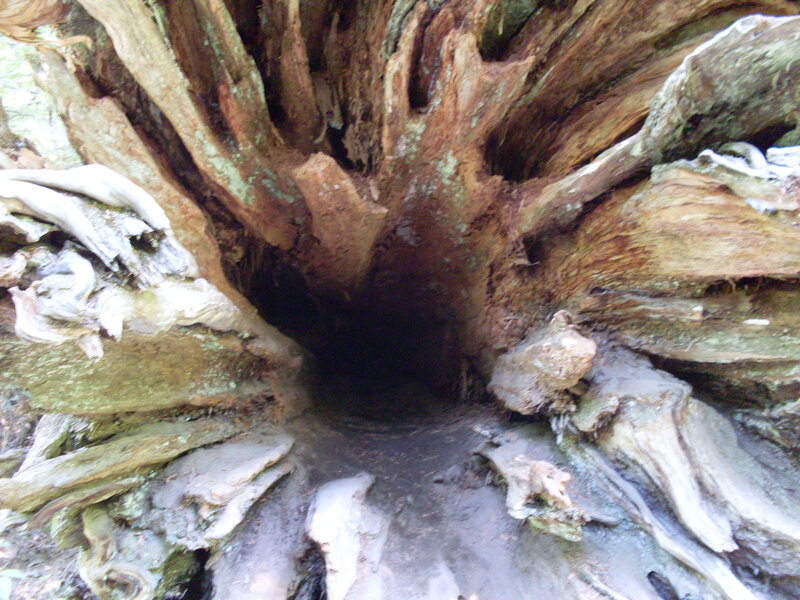 Hollow Tree Trunk — Brown