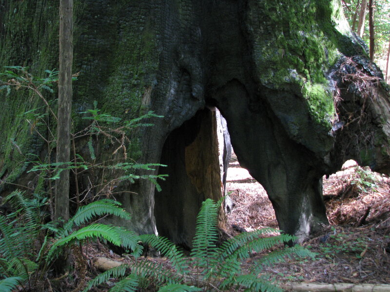 Hollow Tree Trunk — Green