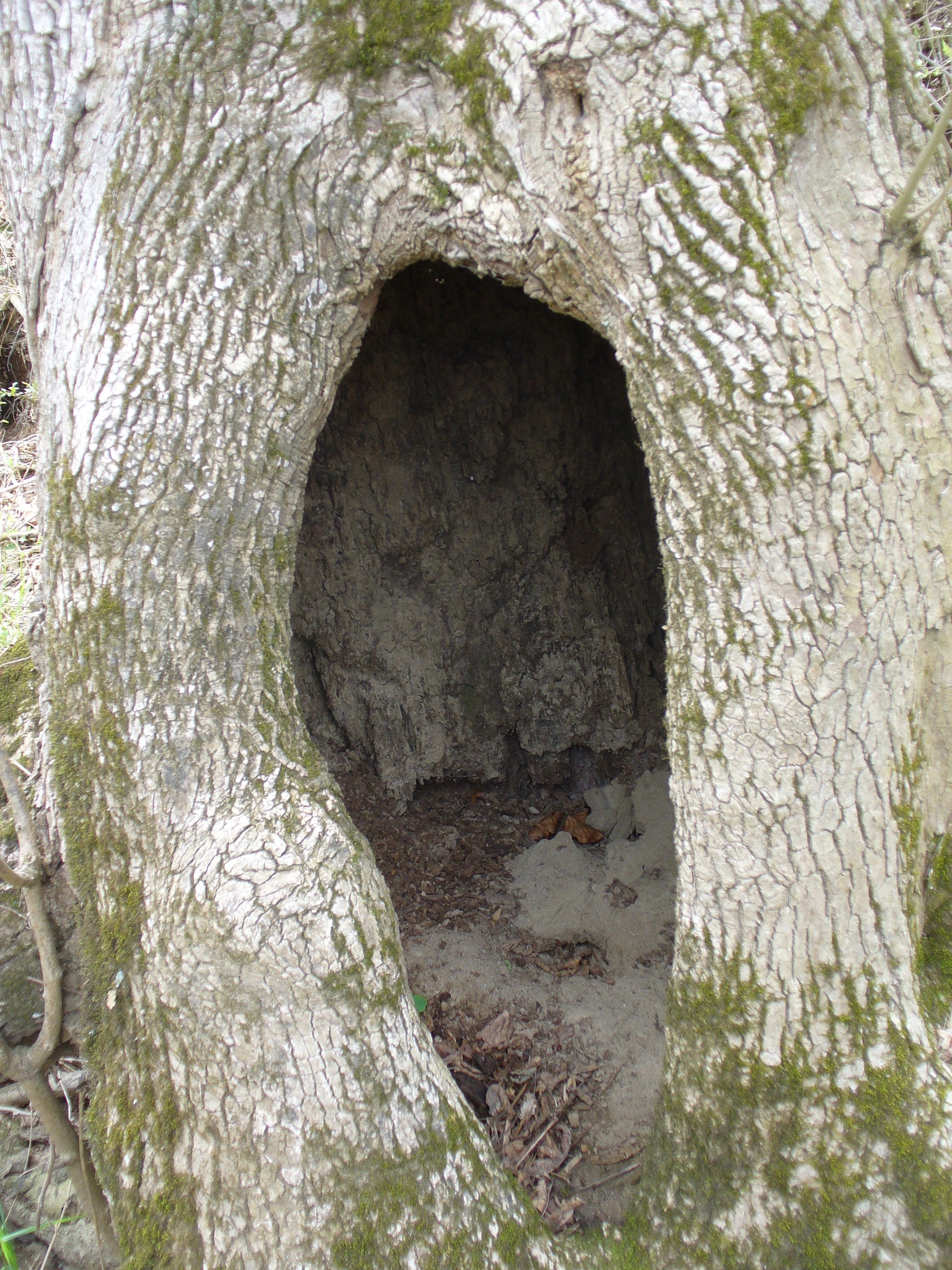 hollow tree trunk