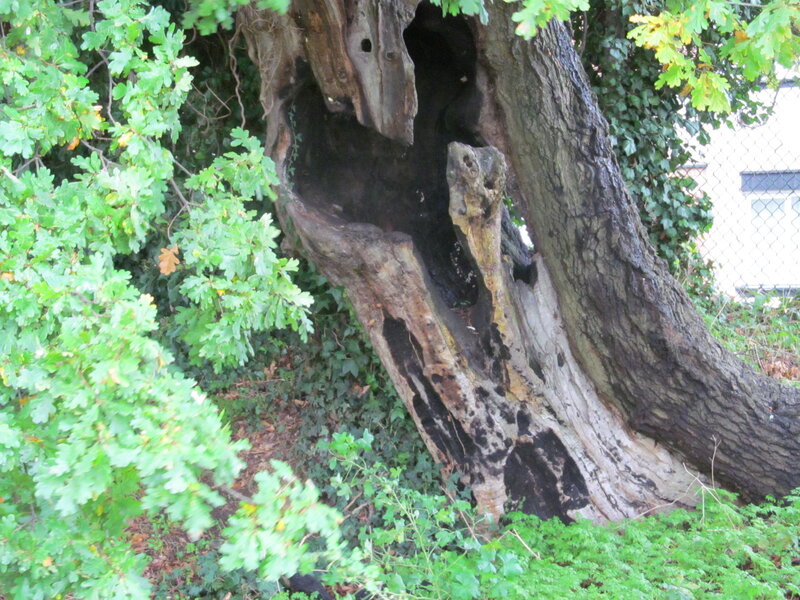 Hollowed-out Oak Tree