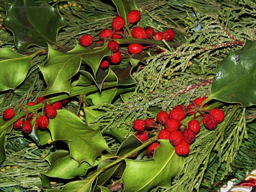 holly and red berries