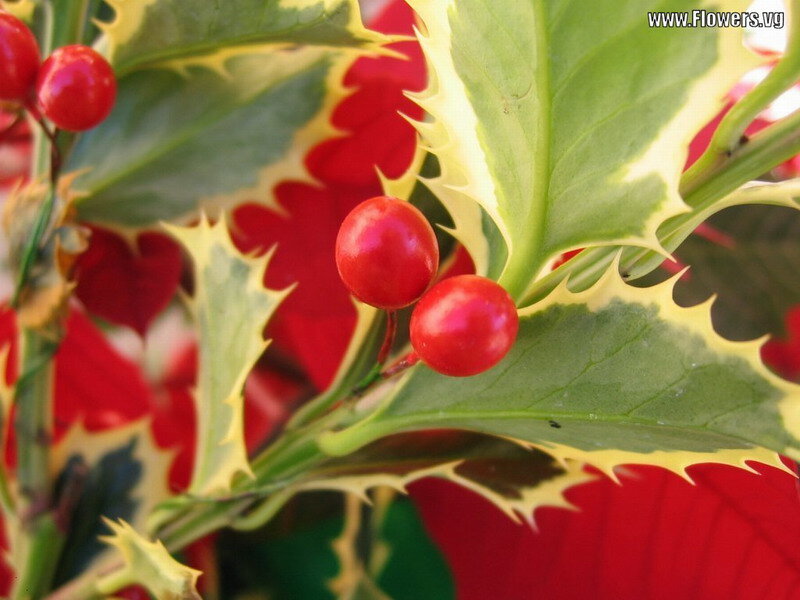 Holly Berries and Leaves — Green, Festive