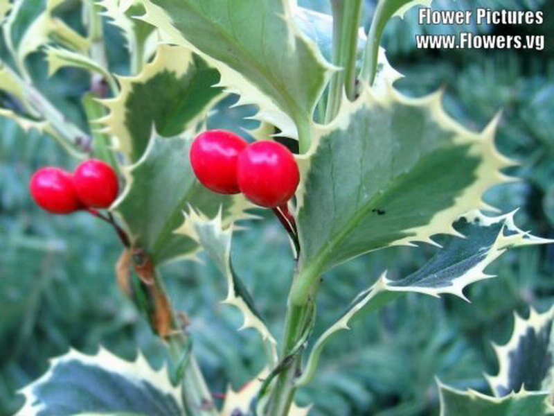 Holly Berries and Leaves — Green, Natural
