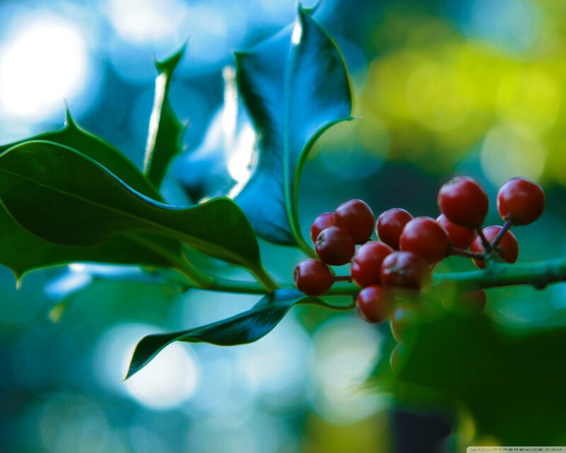 Holly Berries and Leaves — Green, Serene