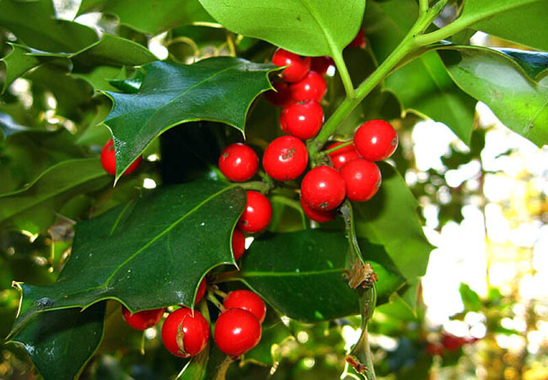 Holly Berries and Leaves — Green