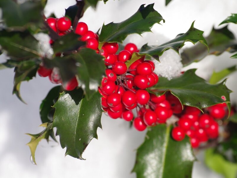 Holly Berries and Leaves — Red, Calm