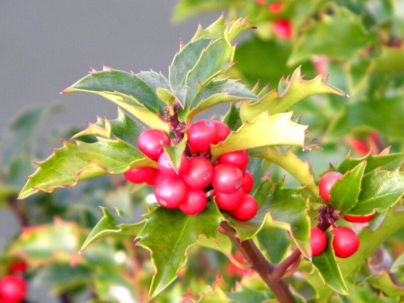 Holly Berries and Leaves — Red, Natural