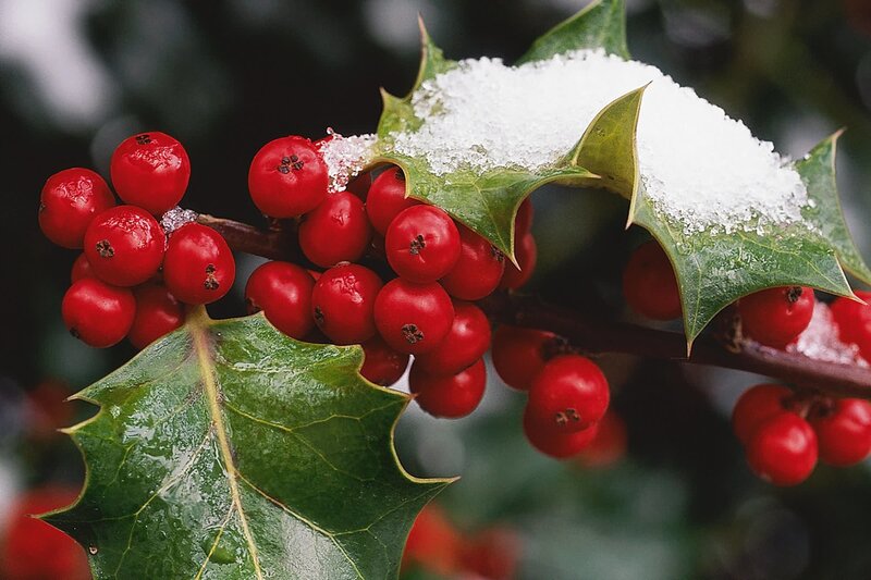 Holly Berries and Leaves — Red