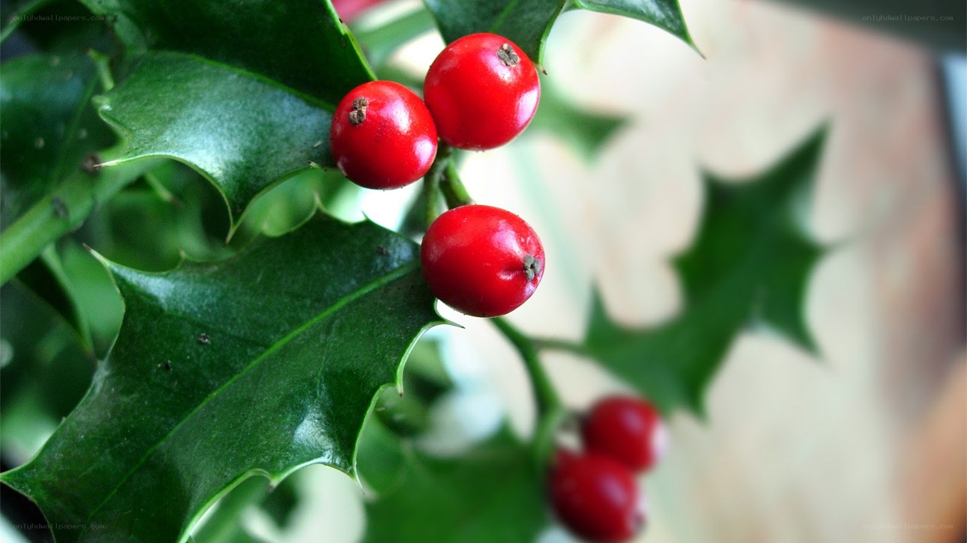holly berries and leaves