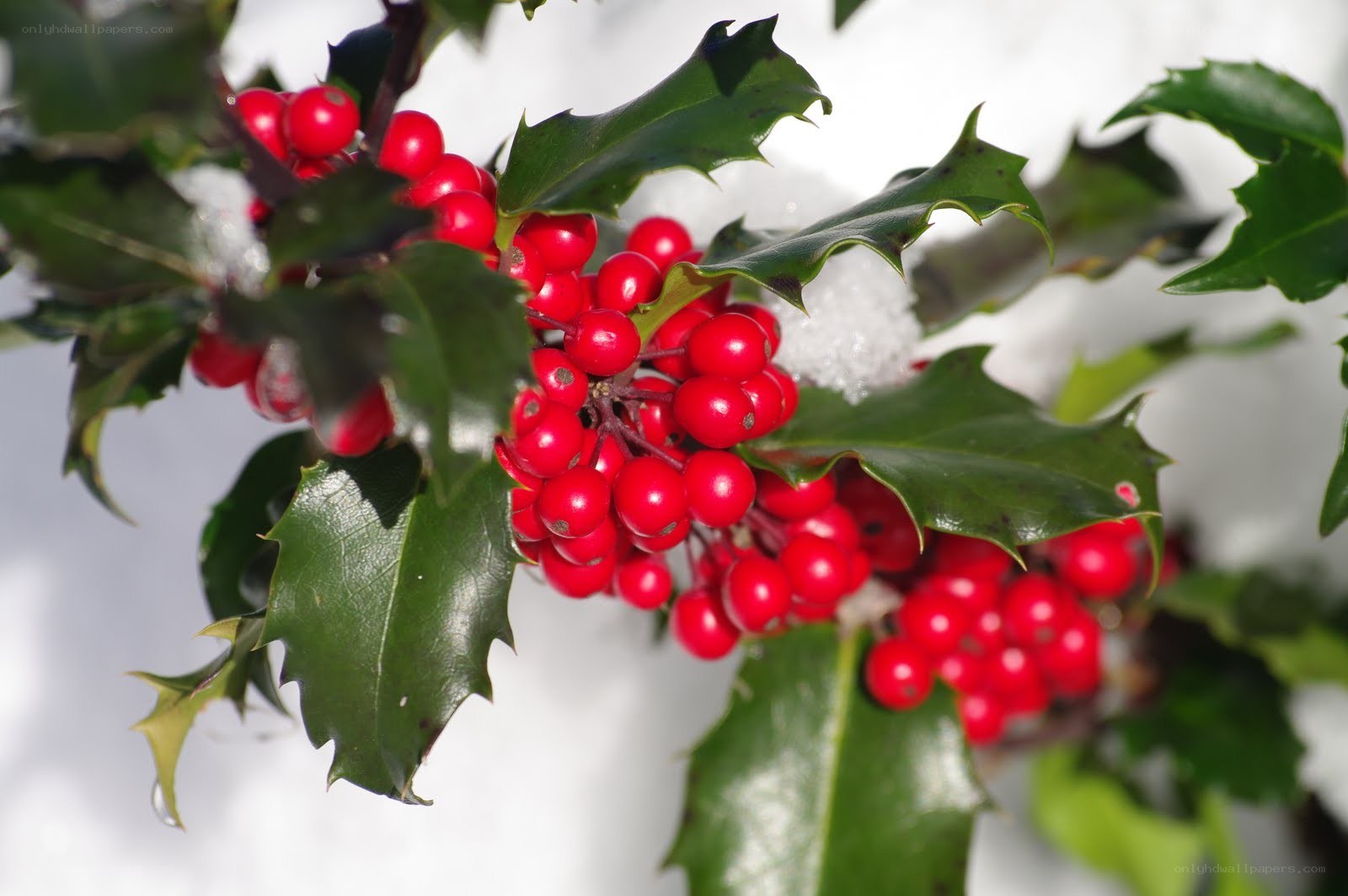 holly berries in snow