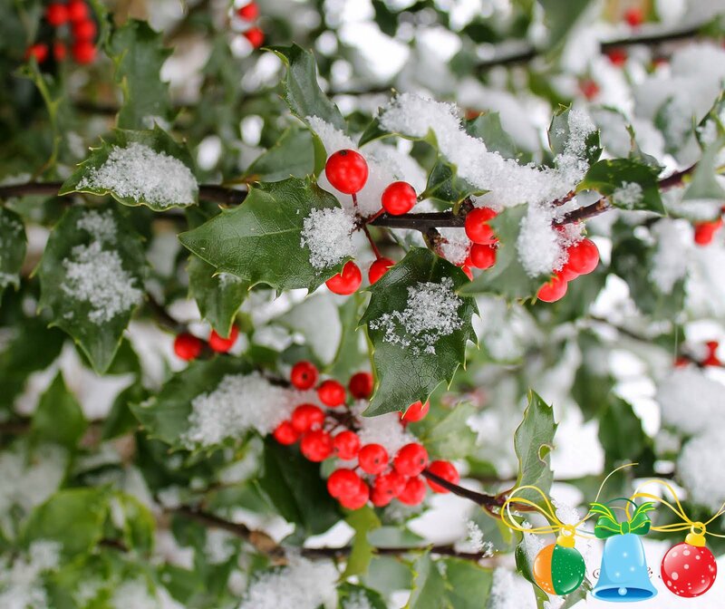 Holly Berries in Snow — Green