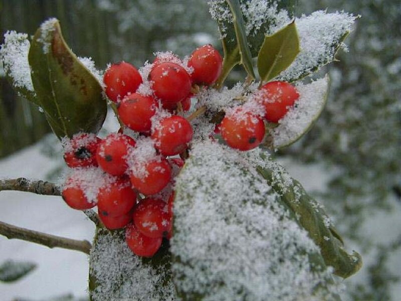 Holly Berries in Snow — Red, Calm