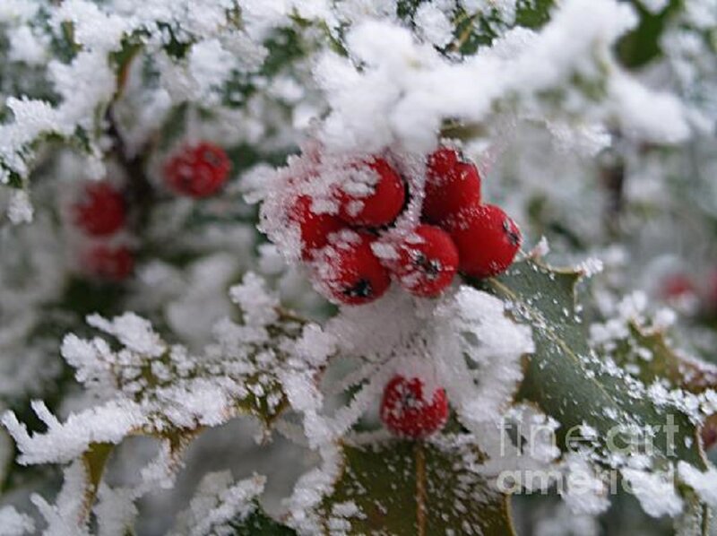 Holly Berries in Snow — Red, Cold