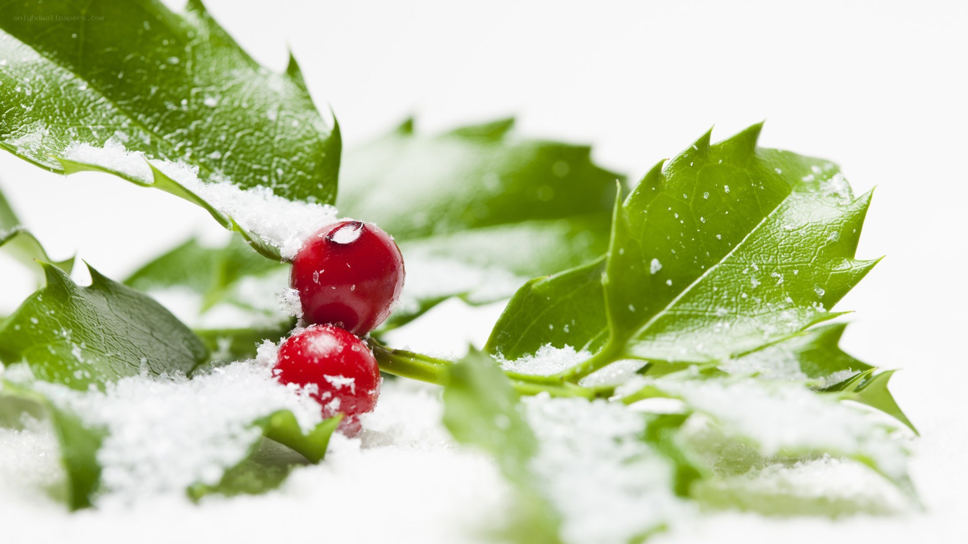 holly berries in snow