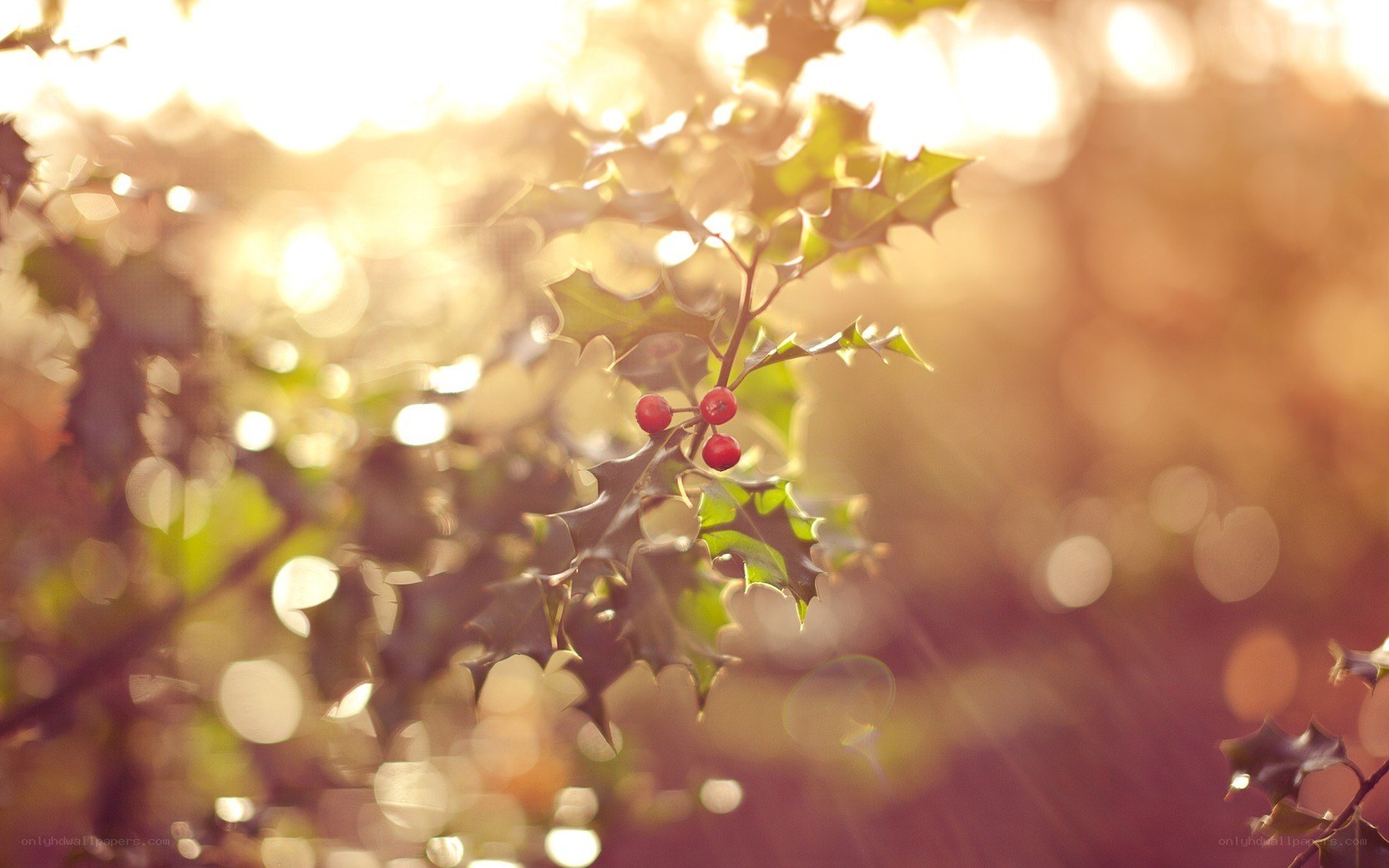 holly berries in sunlight