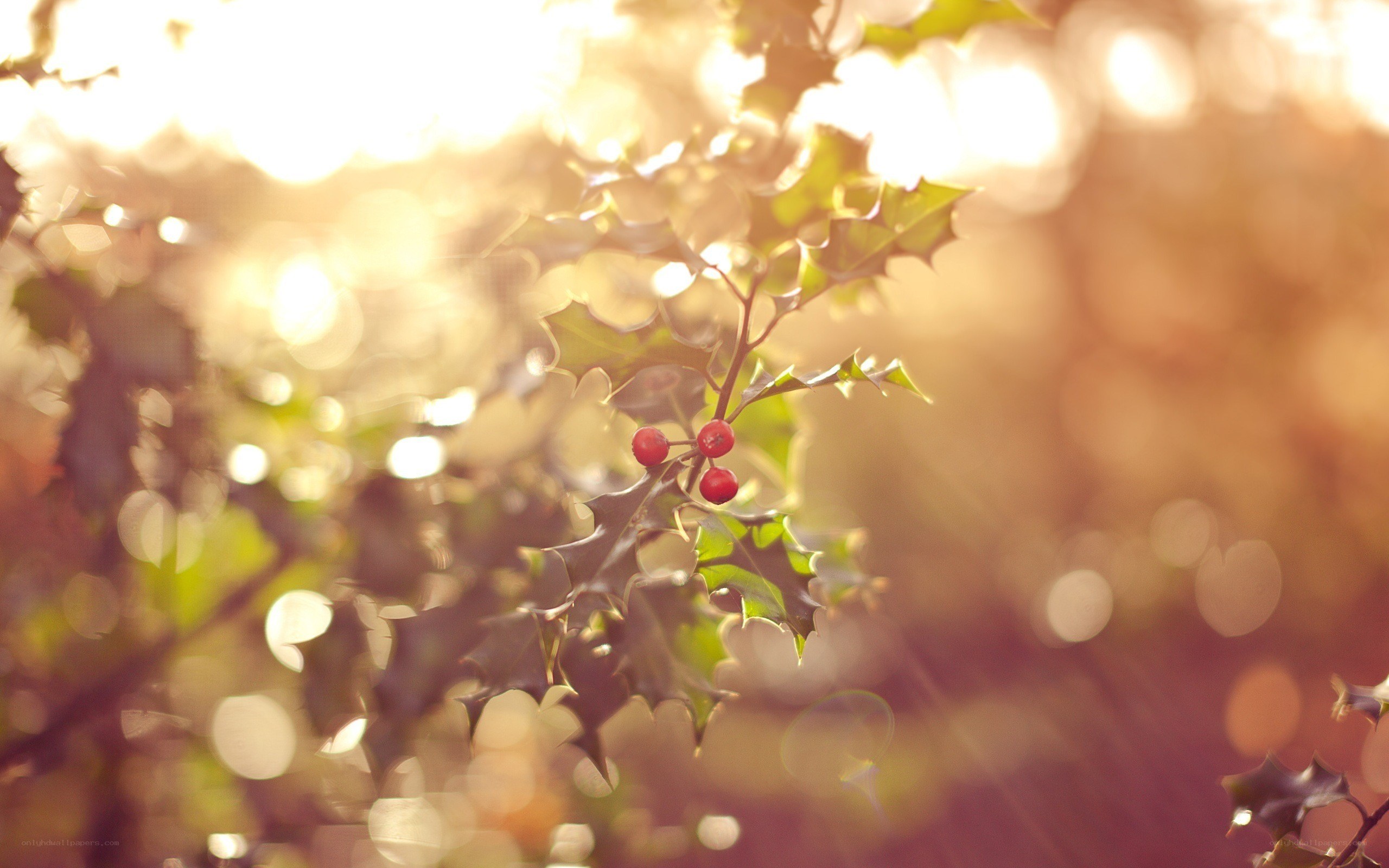 holly berries in sunlight