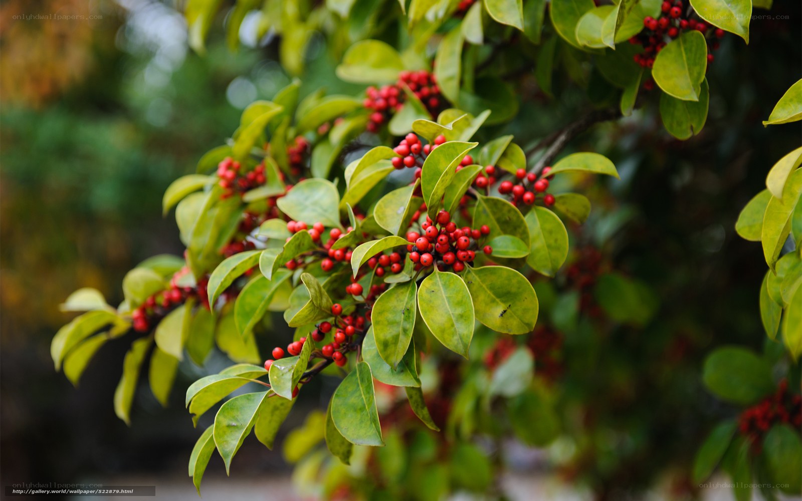 holly berries on a branch