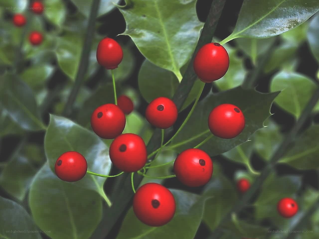 holly berries on a branch