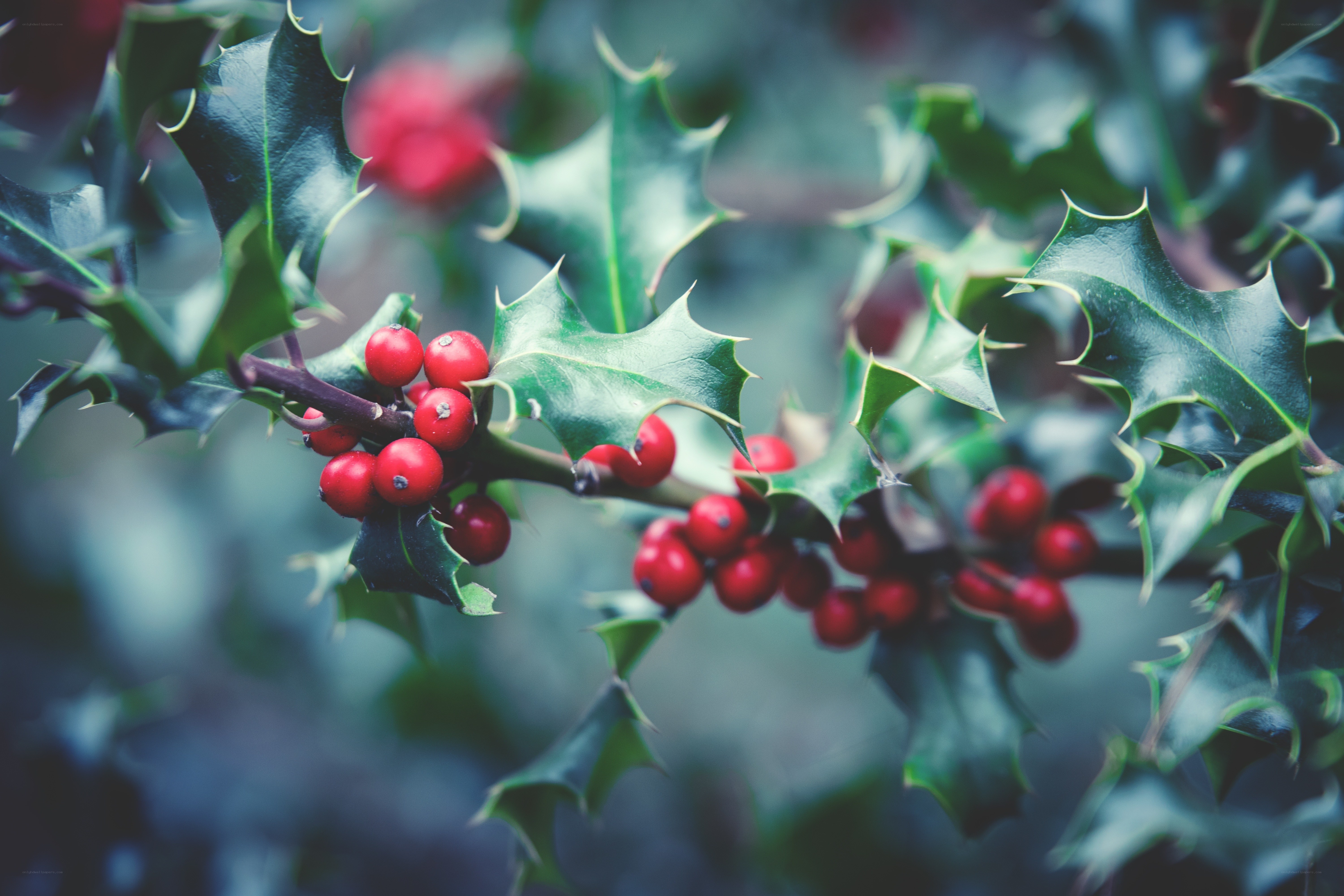 holly berries on a branch