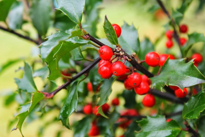 Holly Berries on Branch