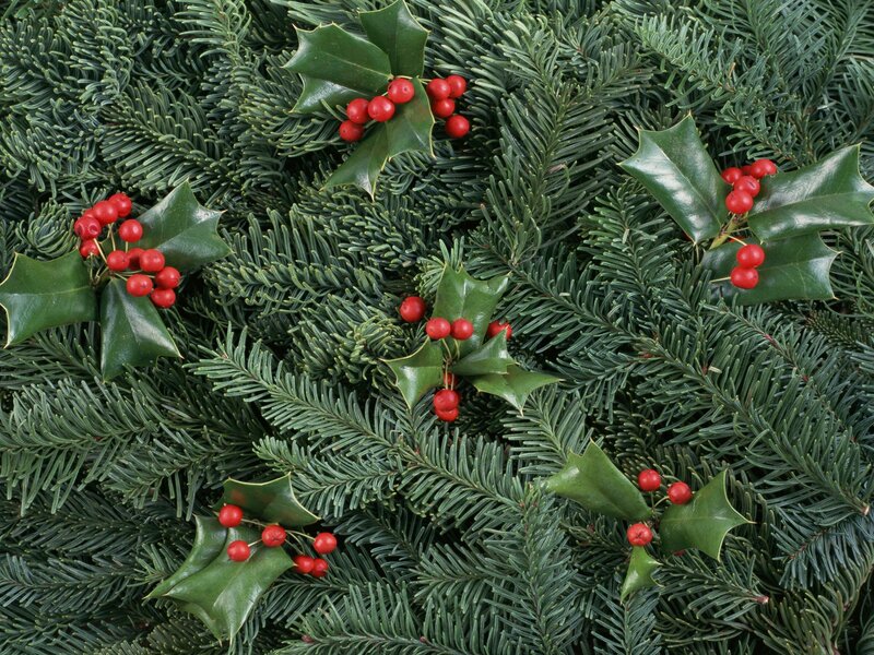 holly berries on evergreen branches