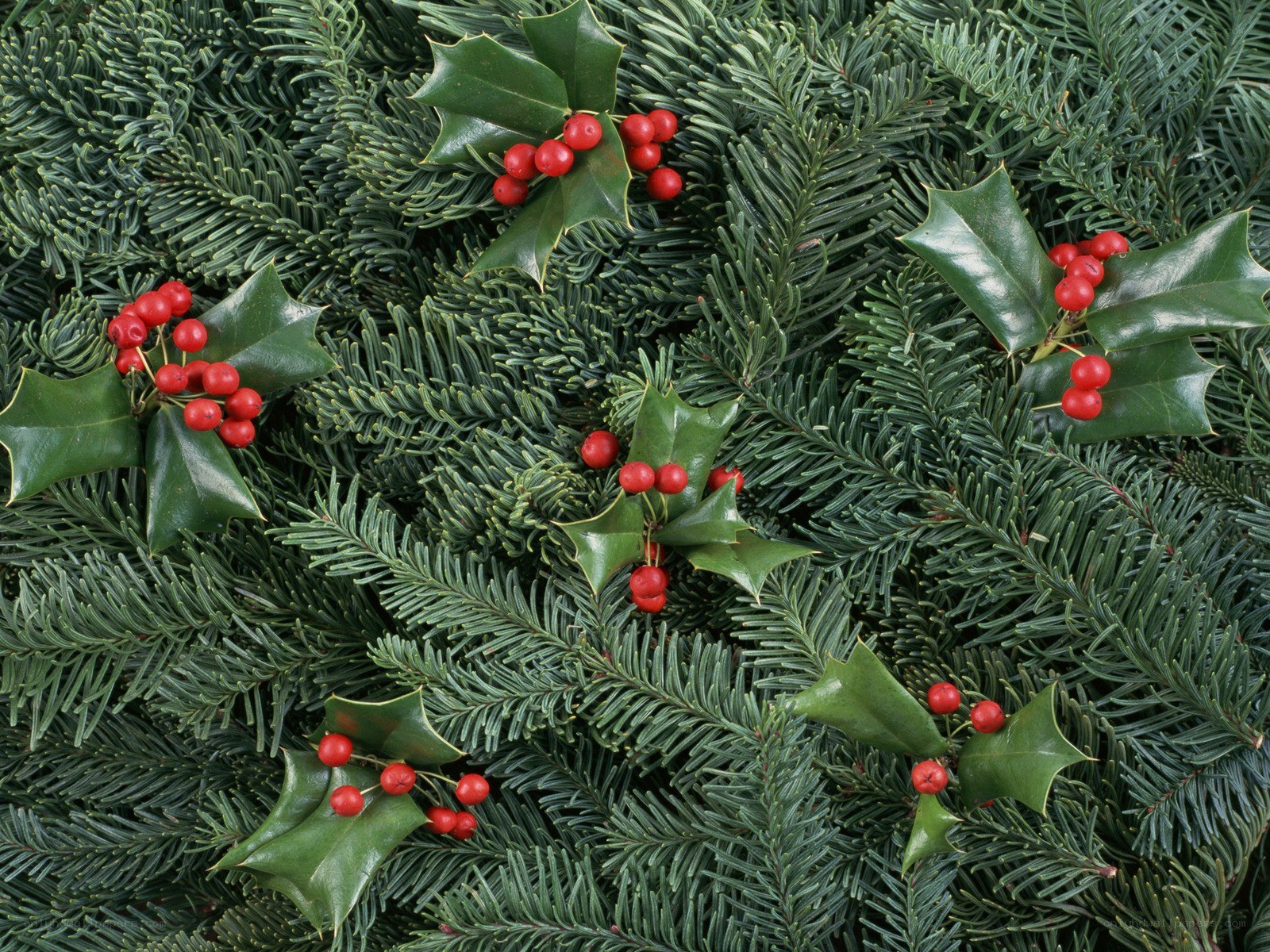 holly berries on evergreen branches