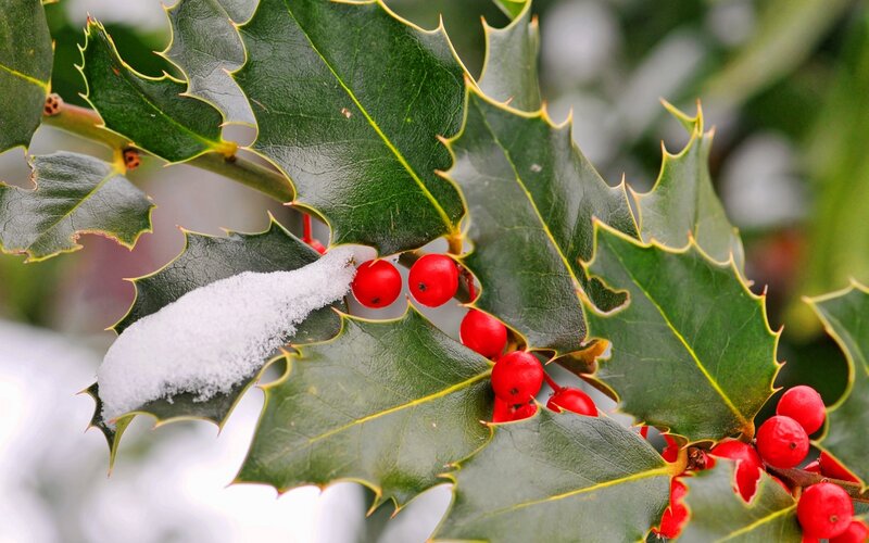 Holly Berries with Snow — Green