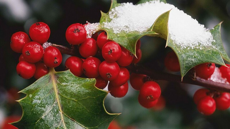 Holly berries with snow