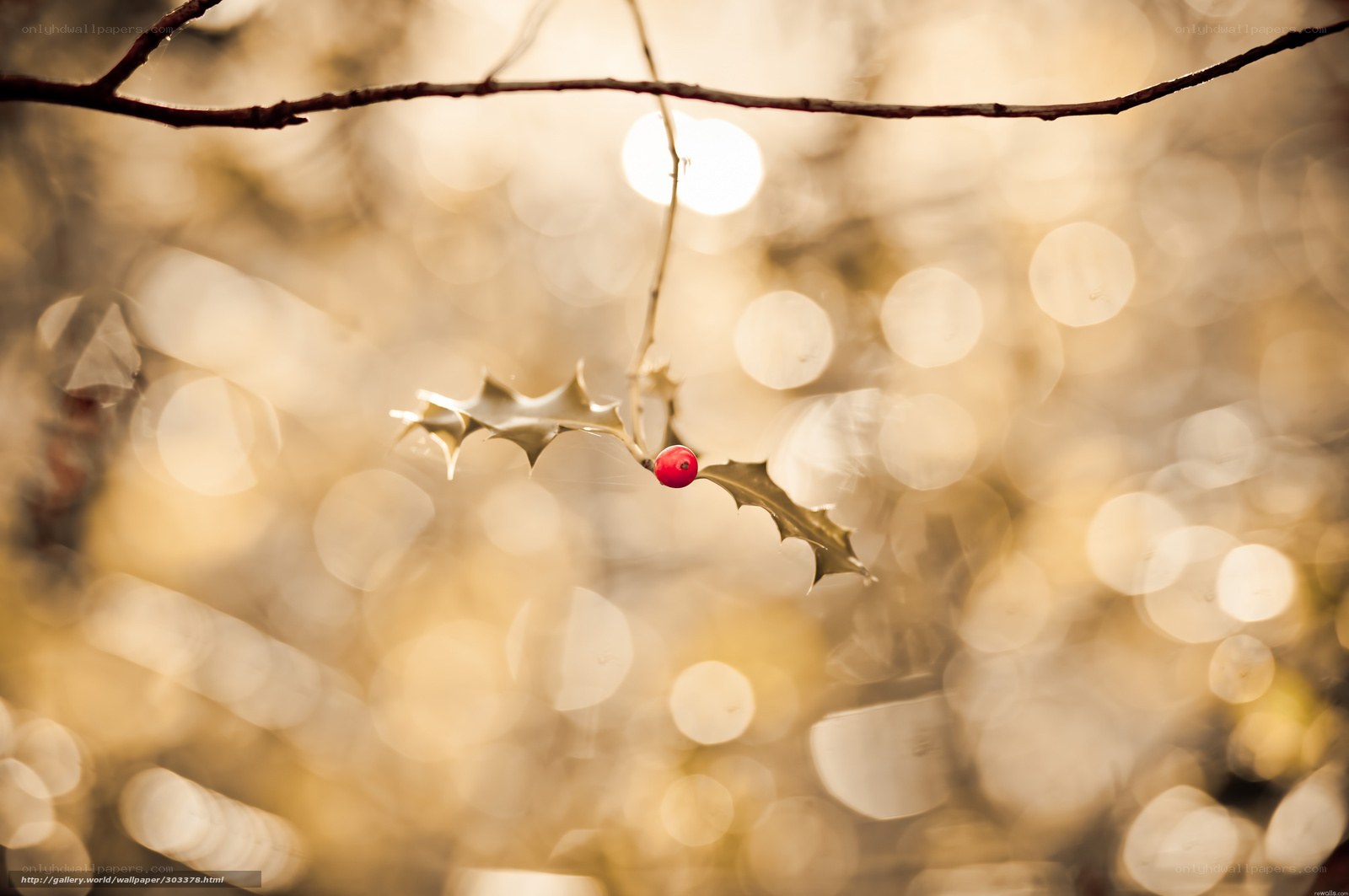 holly berry in golden light