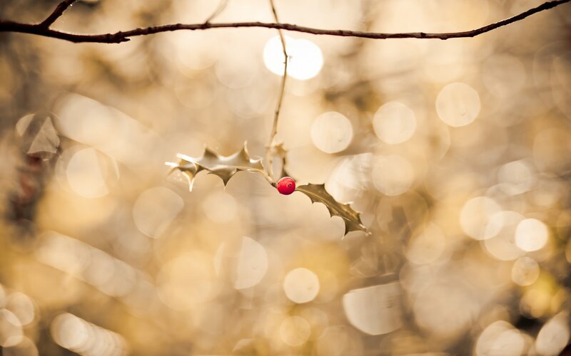 Holly Berry on Branch