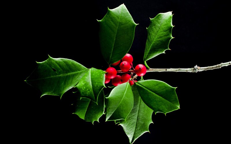 Holly Branch with Berries — Green, Dramatic, Photograph