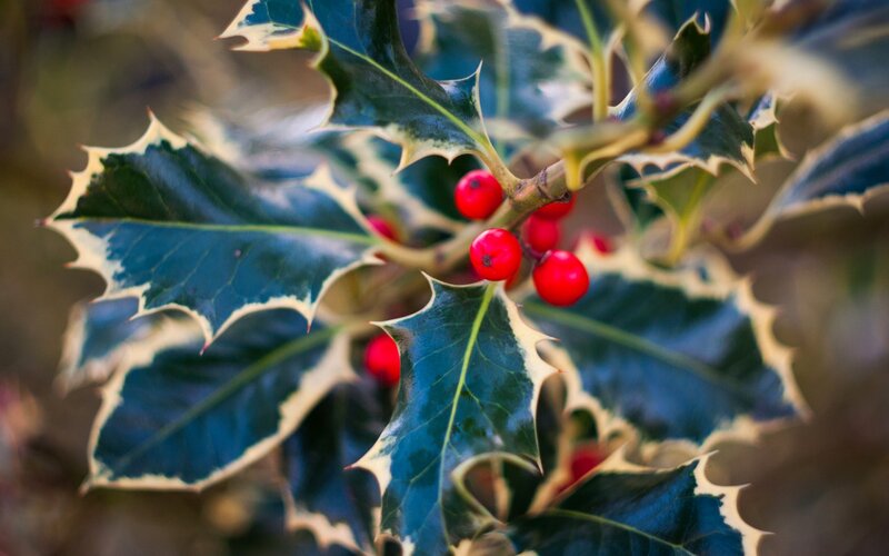 Holly Branch with Berries — Green, Natural