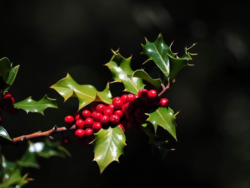 Holly Branch with Berries — Green