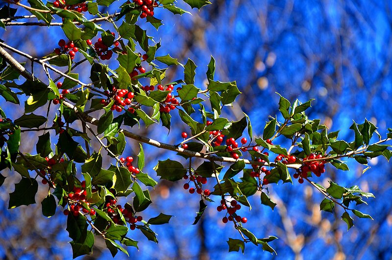 Holly Branch with Berries — Green, Vibrant
