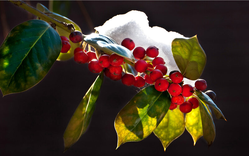Holly Branch with Berries — Red