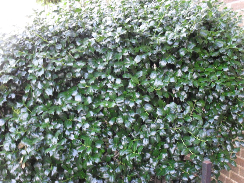 Holly Bush