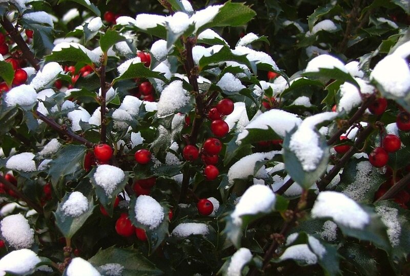 Holly Bush with Berries — Green, Calm