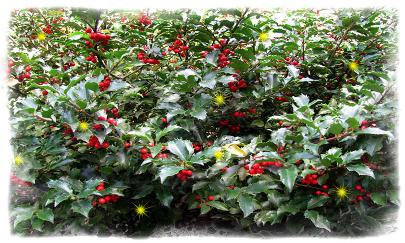 Holly Bush with Berries — Green