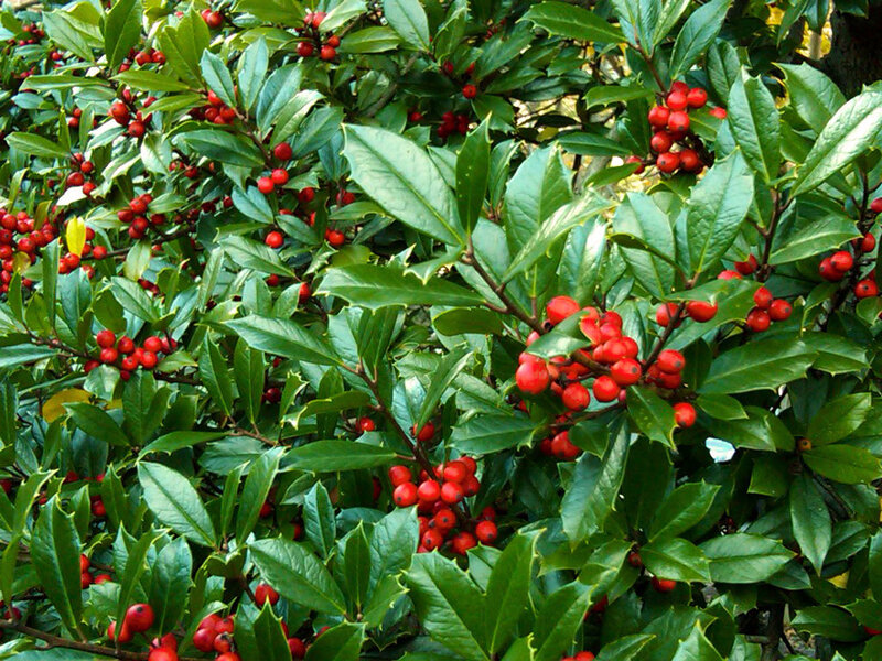 Holly Bush with Berries