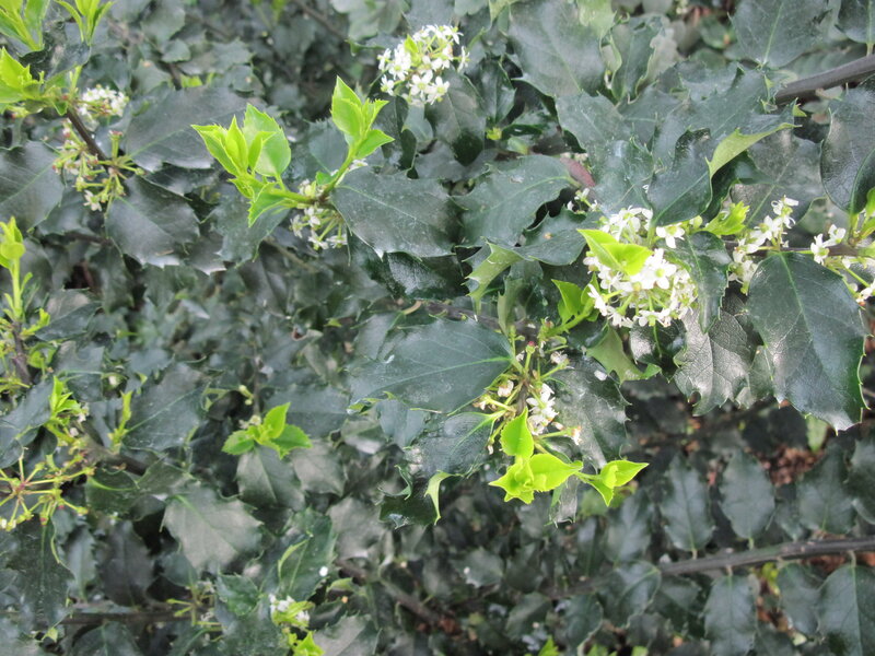 Holly Bush with Flowers
