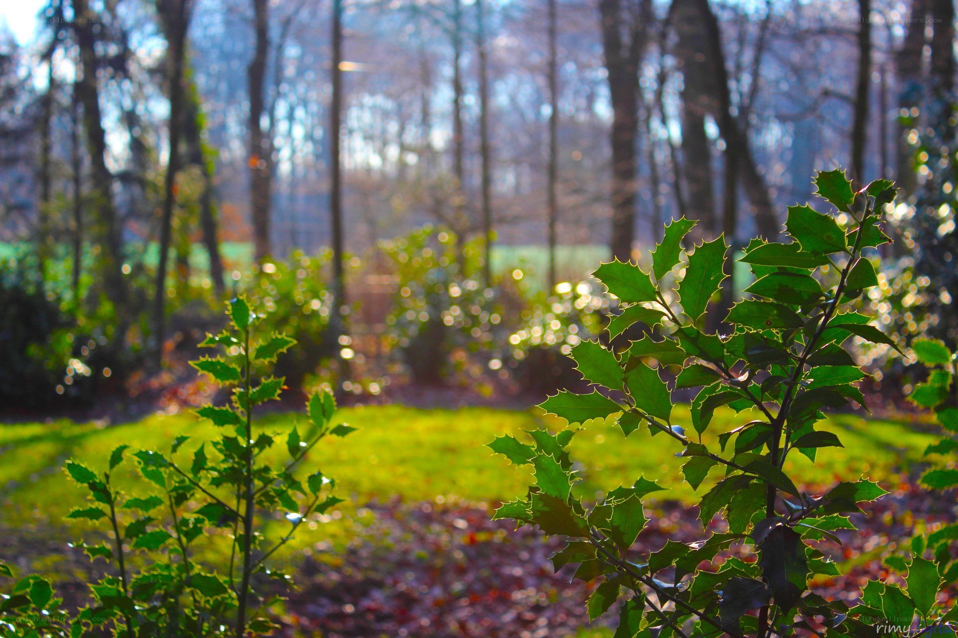 Holly in a sunlit forest