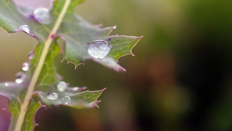 Holly Leaf with Water Droplets
