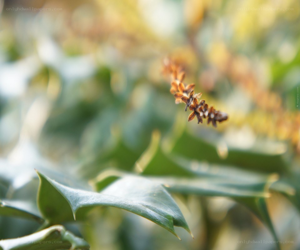 Holly plant in sunlight