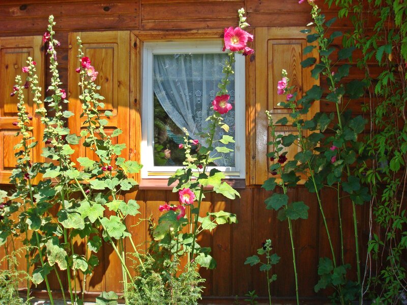 Hollyhock Flowers by Window