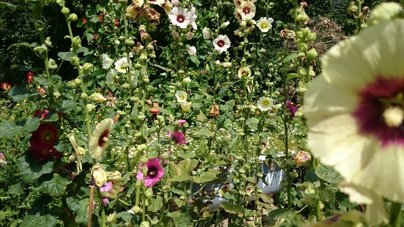 Hollyhock Flowers in Garden — Green